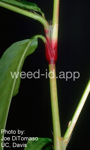 smartweed, marshpepper